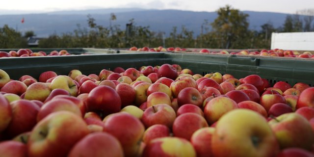 Am Freitag dreht sich alles um die als gesund bekannte Frucht: Dann ist «Tag des Apfels». (Bild ji)