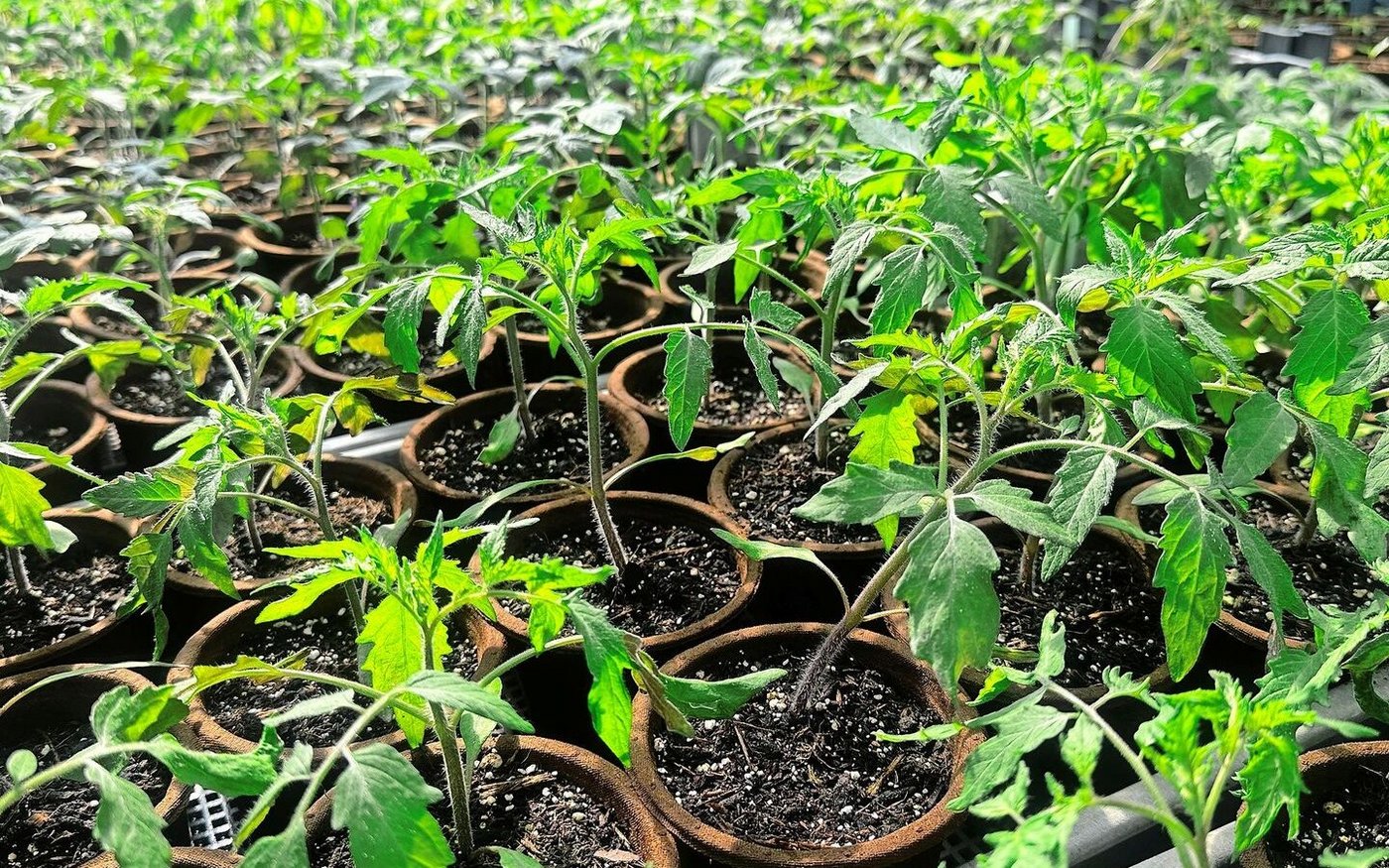 Ab Mitte Mai dürfen die Jungpflanzen in den Garten. Die Bodentemperatur sollte rund 15 Grad betragen. Die Pflanzen tief setzen, damit die Stiele zusätzliche Wurzeln bilden können.