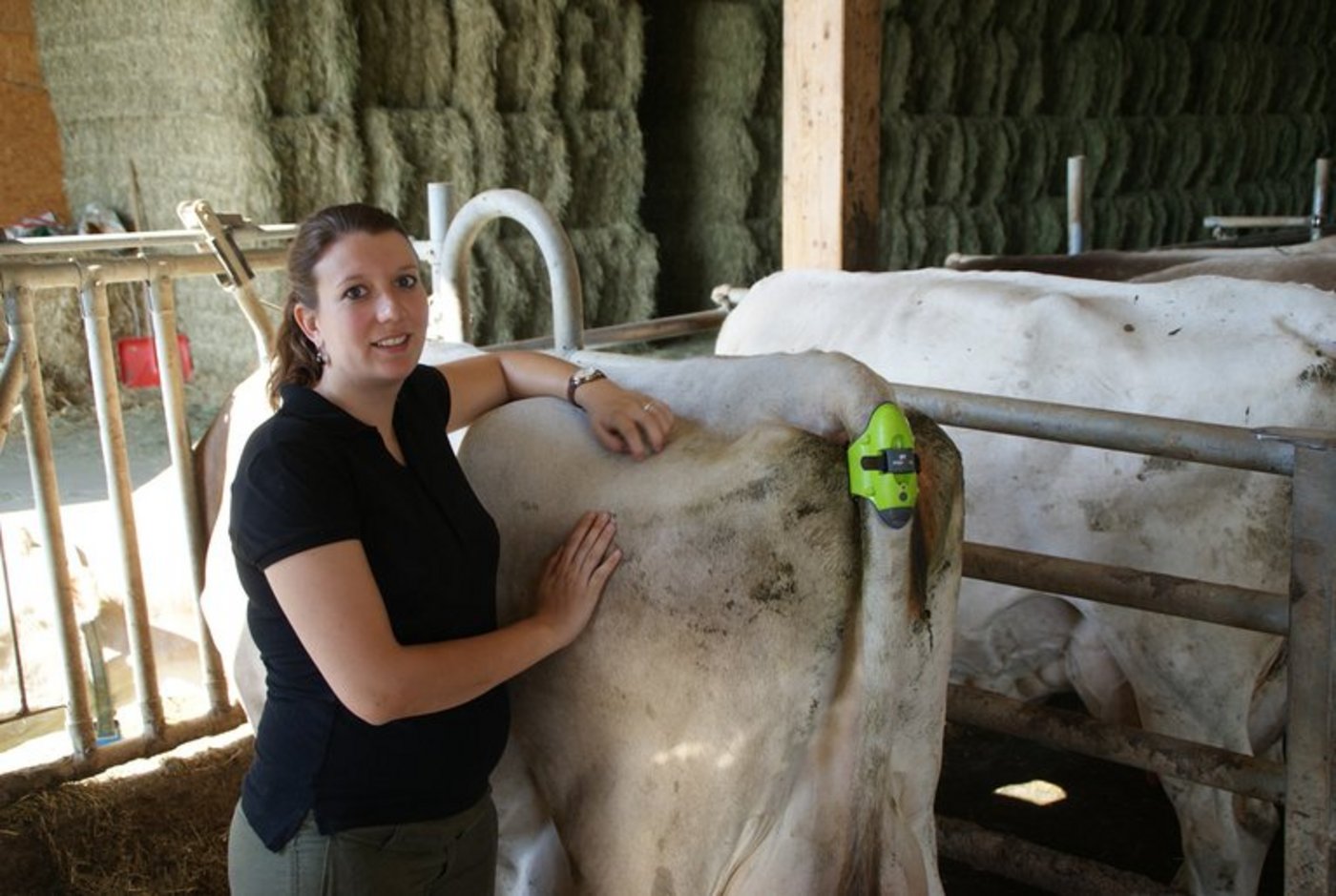 Anna Felber hat den Moocall-Sender am Schwanz von Milchkuh Calanda angebracht. (Michael Götz) 