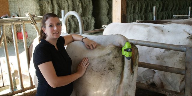 Anna Felber hat den Moocall-Sender am Schwanz von Milchkuh Calanda angebracht. (Michael Götz) 