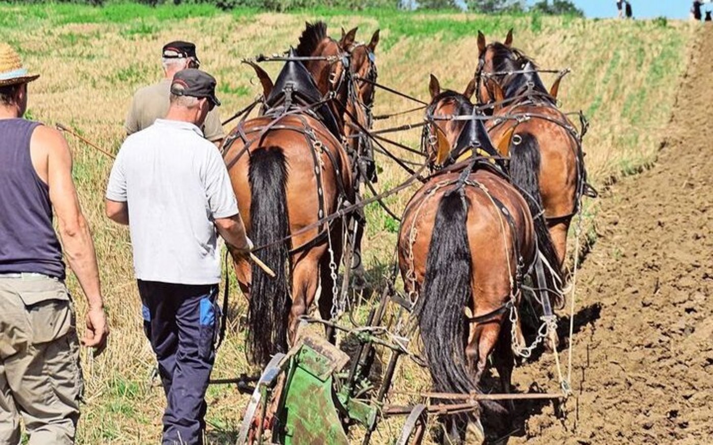 Beim Vierergespann mit der Rollbracke werden die Kräfte auf alle vier Pferde gleichmässig verteilt.