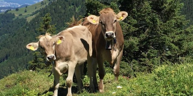 Wie Rinder nach einer Begegnung mit dem Wolf auf Menschen reagieren, ist immer wieder ein grosses Thema. Vor allem, da solche Situationen mit zunehmender Wolfspräsenz häufiger werden.  (Bild Mutterkuh Schweiz)