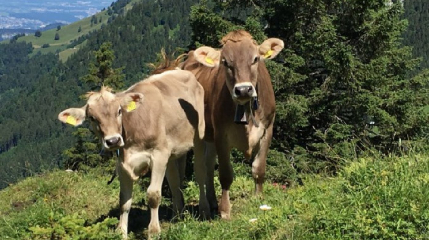 Wie Rinder nach einer Begegnung mit dem Wolf auf Menschen reagieren, ist immer wieder ein grosses Thema. Vor allem, da solche Situationen mit zunehmender Wolfspräsenz häufiger werden.  (Bild Mutterkuh Schweiz)