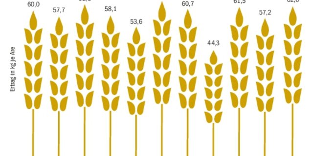 Laut Schätzungen aus der Umfrage der BauernZeitung im Verlauf dieser Woche fällt die Weizenernte 2019 besser aus als die letztjährige Ernte.(Quelle Agristat, Umfrage BauernZeitung)