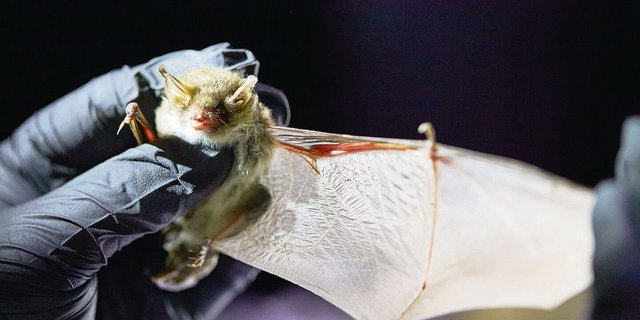 Eine Fransenfledermaus: Geschwächte, verirrte oder verletzte Flattertiere sollte man nur mit Handschuhen anfassen. Sie können nicht nur laut zetern, sondern auch zubeissen. 