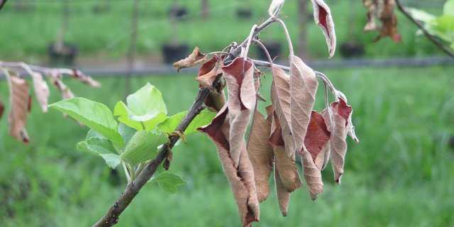 Während der Blütezeit besteht erhöhte Infektionsgefahr für Feuerbrand. (Bild zVg)