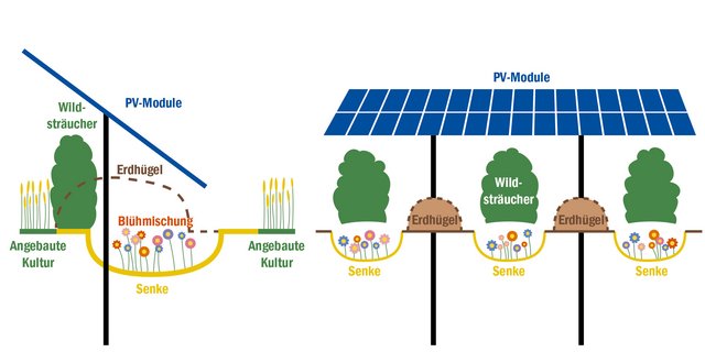 Die verschiedenen Pflanzenkomponenten unter und zwischen den Solarpanels ermöglichen eine optimale Raumausnutzung, deren Bewirtschaftung kann aber aufwendig sein. (Bildquelle Ewind Betreiber- und Vertriebs- GmbH, Grafik BauZ)