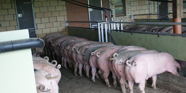 Während die Exporte nach China ansteigen, sind die Lieferungen in die USA rückläufig (-16%). Ebenso sanken die Exportmengen nach Südkorea, den Philippinen und Hongkong. (Symbolbild/ji)